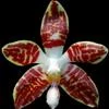 Phalaenopsis sumatrana thumb.jpg