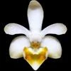 Phalaenopsis malipoensis thumb.jpg