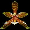 Phalaenopsis pantherina thumb.jpg