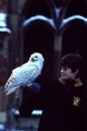 Harry hedwige.jpg