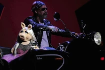 Harleypiggy