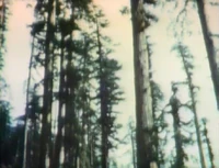 Timber2.jpg