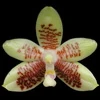 Phalaenopsis inscriptiosinensis thumb.jpg