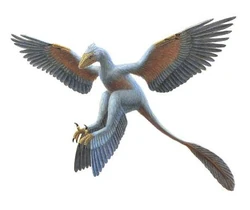 Microraptor Gui