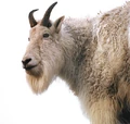 Goat2.jpg