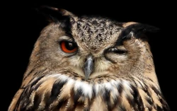 Winking owl