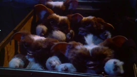 Mogwai group.PNG