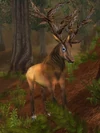 Antlered Courser