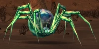 Image of Glassweb Spider