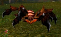 Image of Elder Moss Creeper