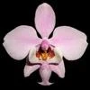 Phalaenopsis schilleriana thumb.jpg