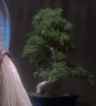Bonsai 2369.jpg