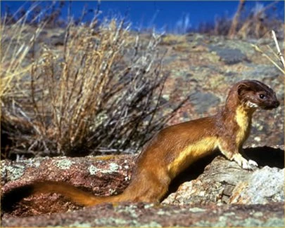 Weasel