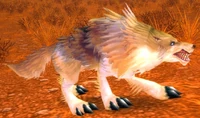 Image of Coyote