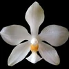 Phalaenopsis micholitzii thumb.jpg