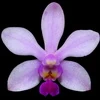 Phalaenopsis honghenensis thumb.jpg