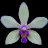 Phalaenopsis stobartiana thumb.jpg
