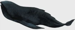 Flagisallus11