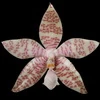Phalaenopsis hieroglyphica thumb.jpg