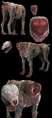 Feral Textured Game Model 1
