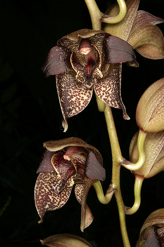 Grammatophyllum Genus