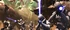 Battle of Felucia TCW DB.jpg