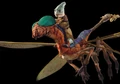 Aleenan scout.jpg