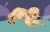 The Labrador