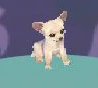 The Chihuahua