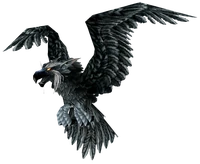 Raven