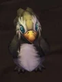 Mr Chilly.JPG