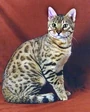 Bengal
