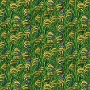 Fully Grown Rice