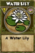 Water Lily