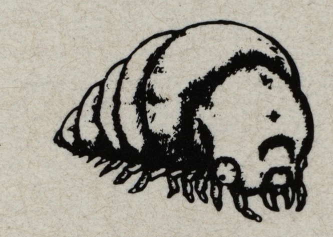 CVA She-Worm