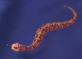 Brown Snake.jpg