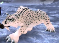 Frost Leopard