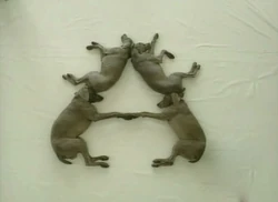 Wegmandogs.A