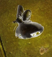 Artifact Goldfish