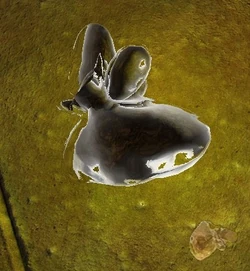 Artifact Goldfish