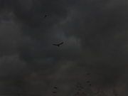 Crow