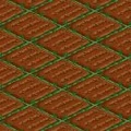 Cabbage Seeds.jpg