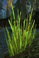 Blackroot.jpg