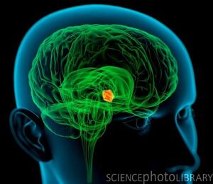 C0036822-Hypothalamus in the brain, artwork-SPL