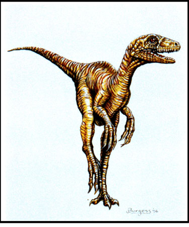 Pictures Of Eoraptor