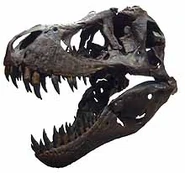 Trex skull