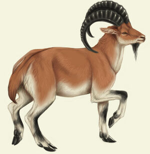 Ibex