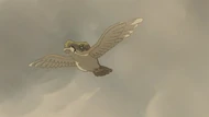 P08 Pidgeot