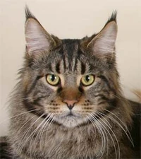 Maine coon cat 2