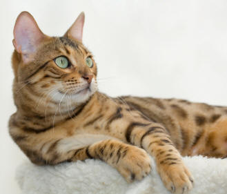 bengal cat wiki